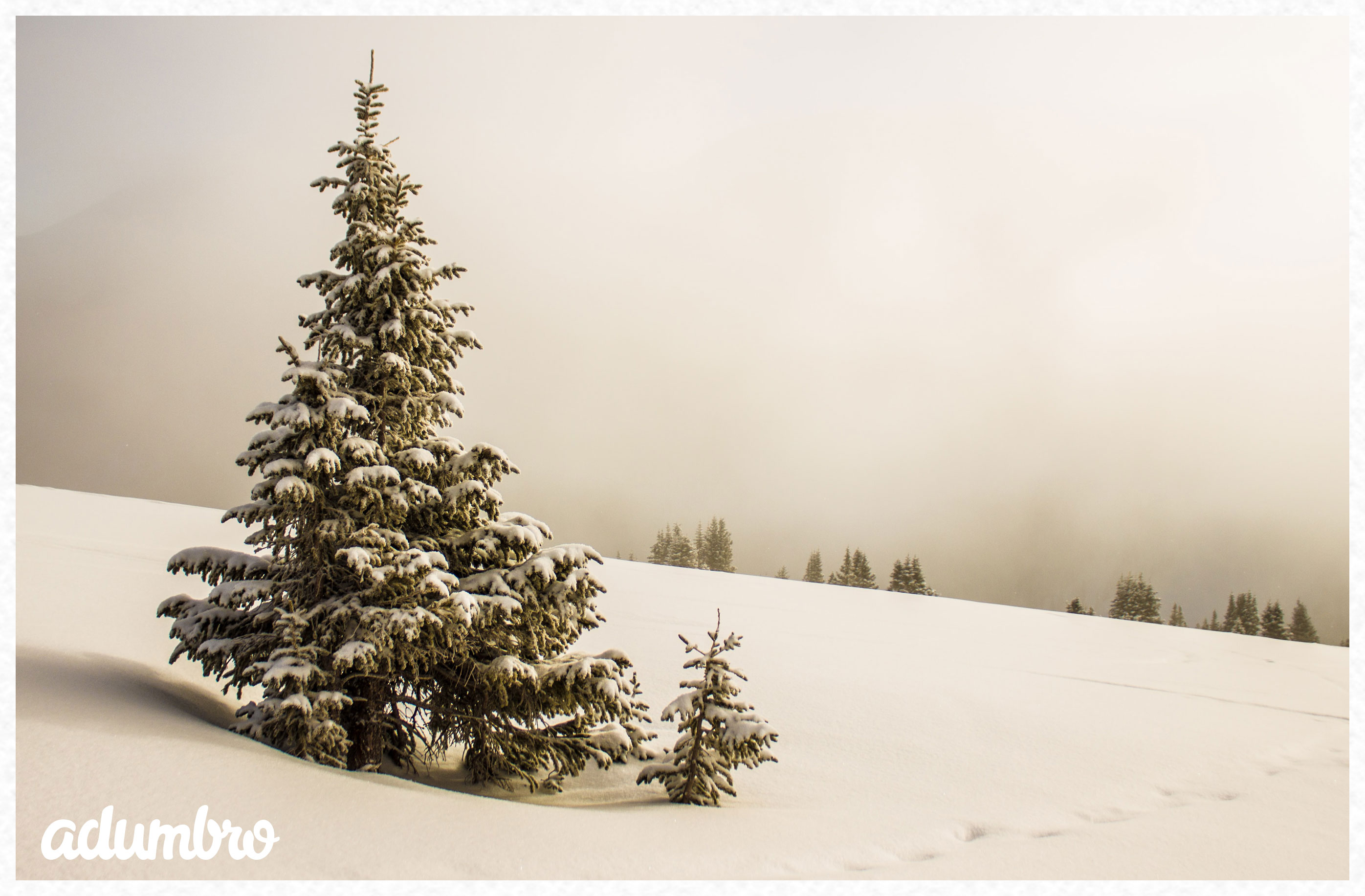 Felicitación de Navidad