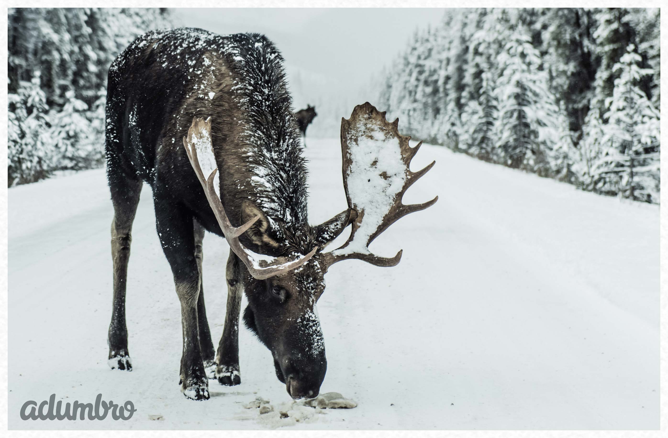 Felicitación de Navidad
